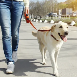 a woman walking a white dog