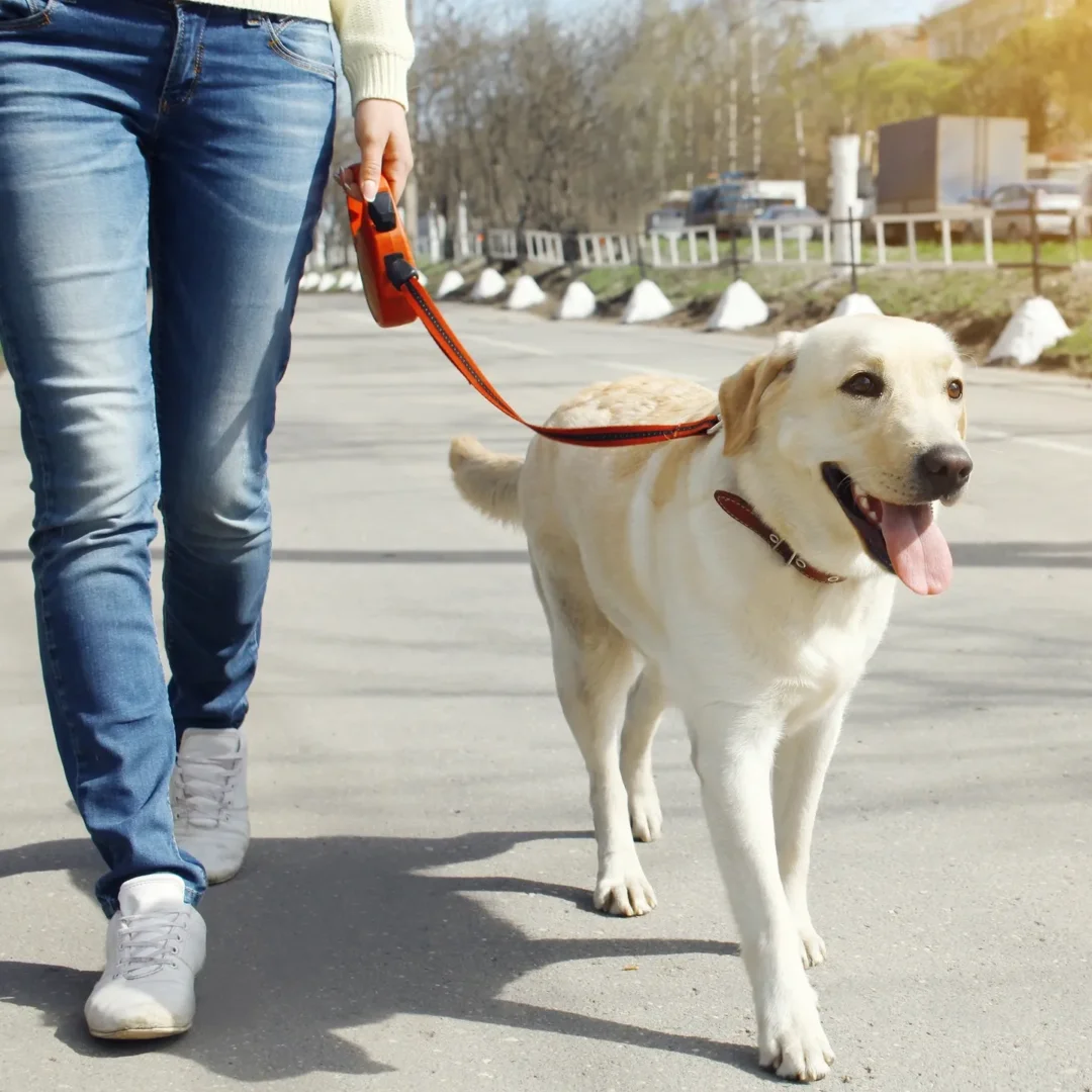 a woman walking a white dog