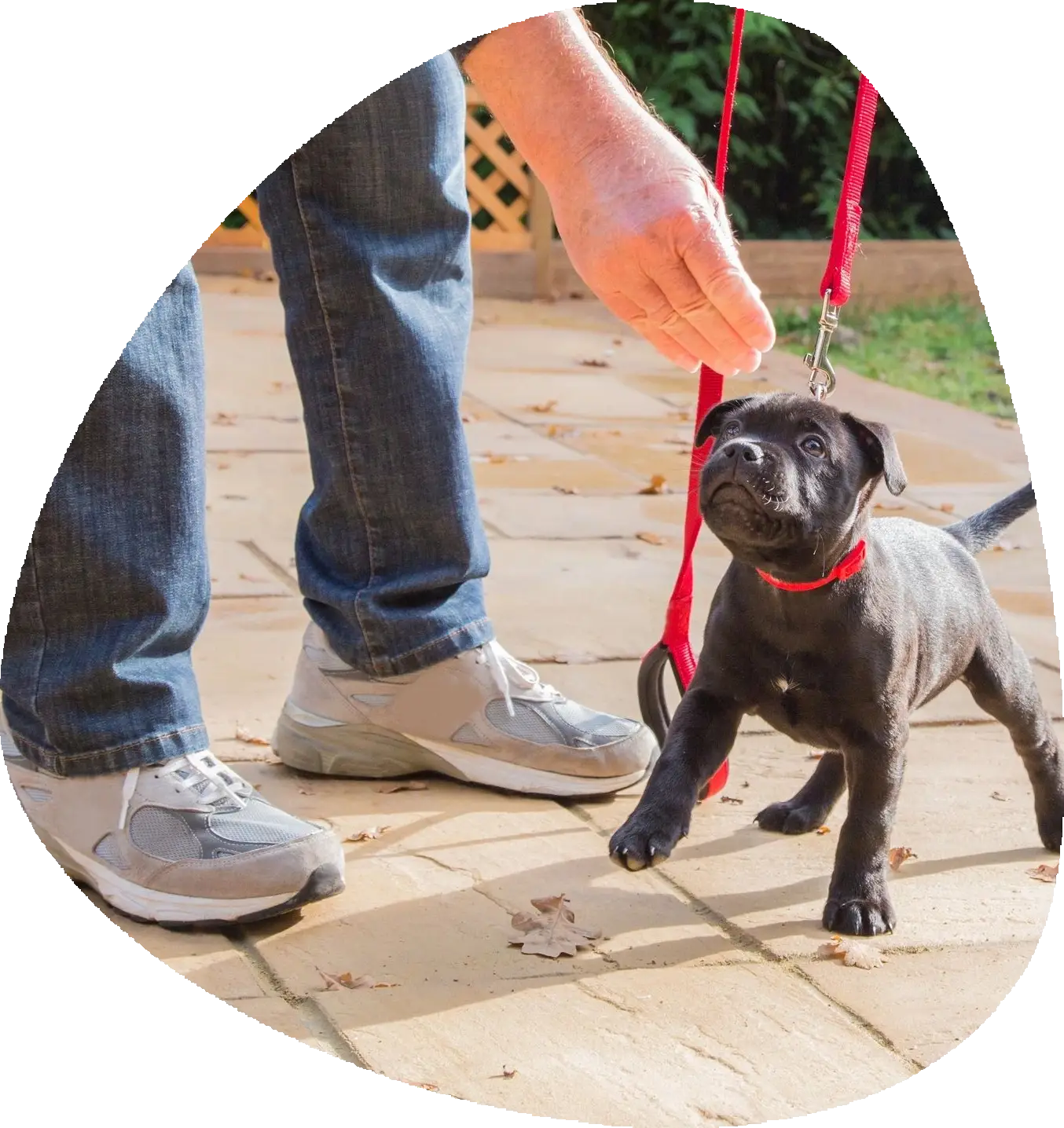 man training a pup